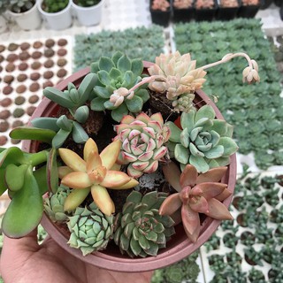 COMBO 10 cây 10 loại sen vỉ mini <ngẫu nhiên>