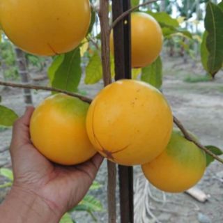 Cây 🌲 Vú sữa Hoàng Kim