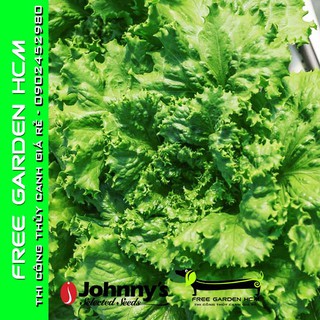 COMBO 500 HẠT GIỐNG XÀ LÁCH BỌC MEN TROPICANA – Johnny’s Seed – Mỹ