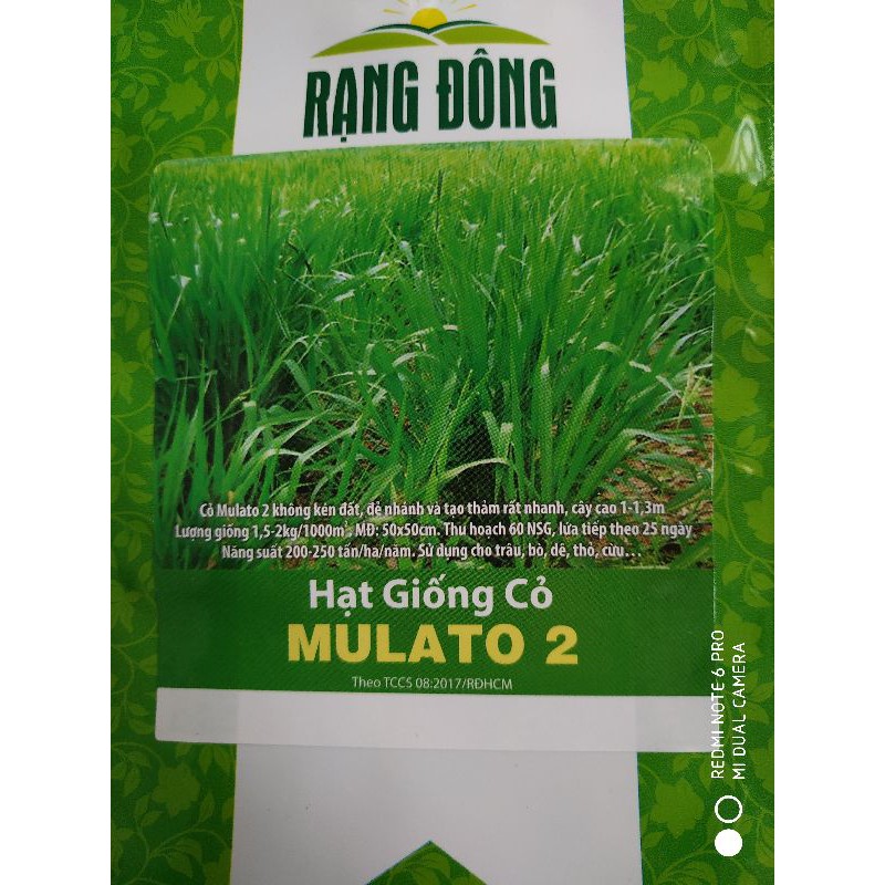 Hạt giống Cỏ Mulato 2 ( trâu ,bò , dê,cừu ,thỏ)