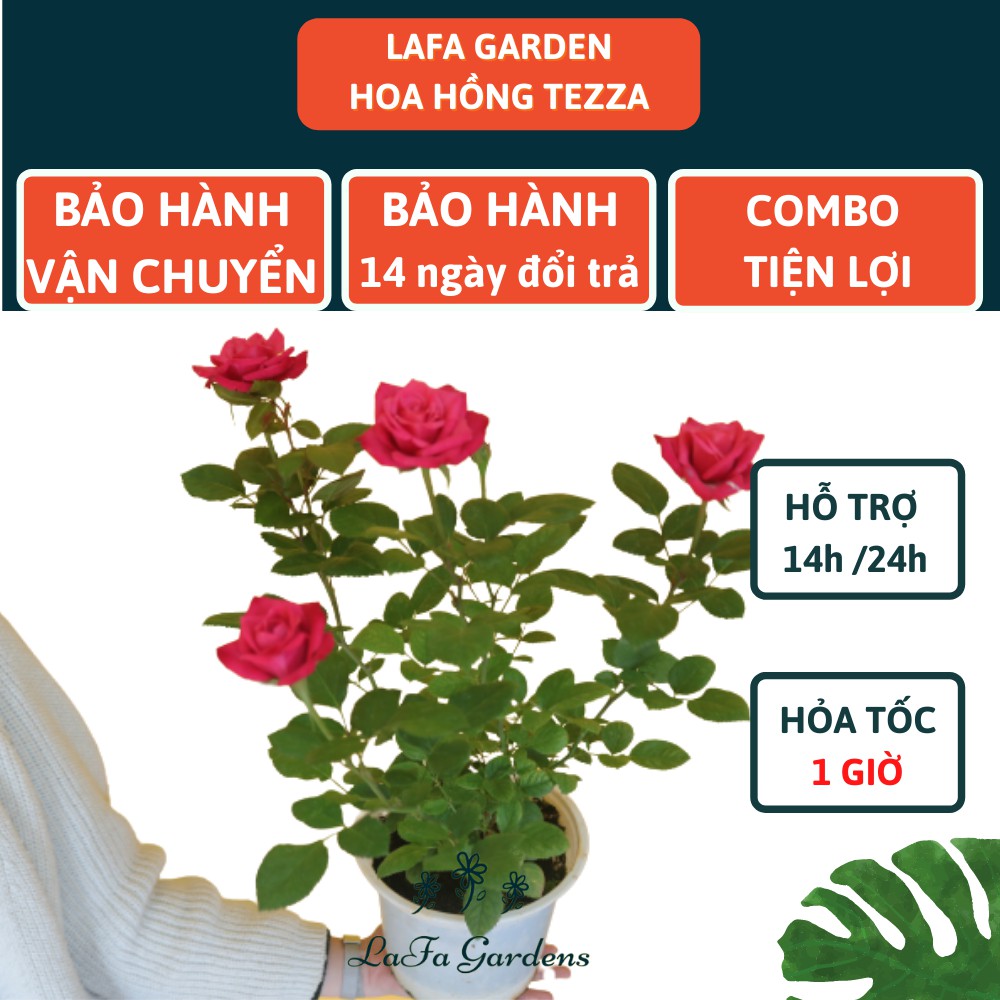 Hoa hồng TEZZA kích thước 40-60cm, màu cam, đỏ, hồng, kèm phân bón hữu cơ eco root chai 100ml, Combo phân bón hoa hồng