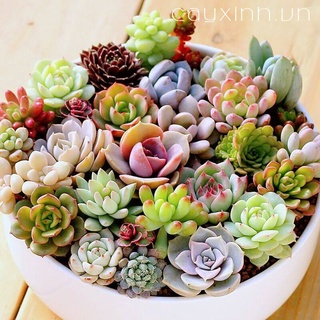 Sen đá vĩ hơn 30 loại .