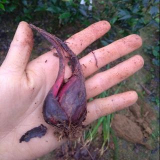 Củ  giống sâm đại hành tỏi đỏ