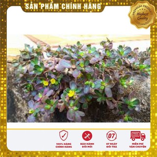 Hạt giống rau sam -sâm đất LUCKY SEEDS