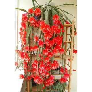 CÂY GIỐNG HOA NHẬT QUỲNH
