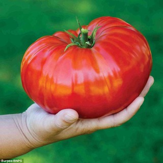 20 Hạt giống Cà chua khổng lồ 