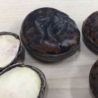 COMBO 10 HẠT ĐẬU LÀO ( HẠT HÚT ĐỘC )