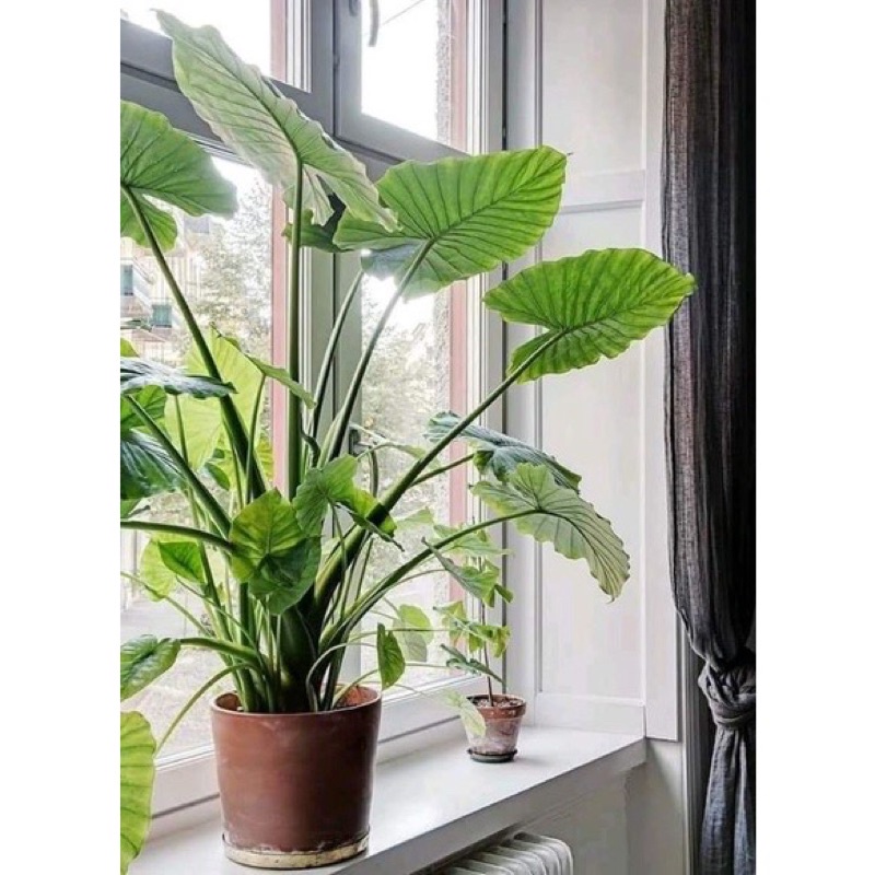 Ráy voi làm cảnh