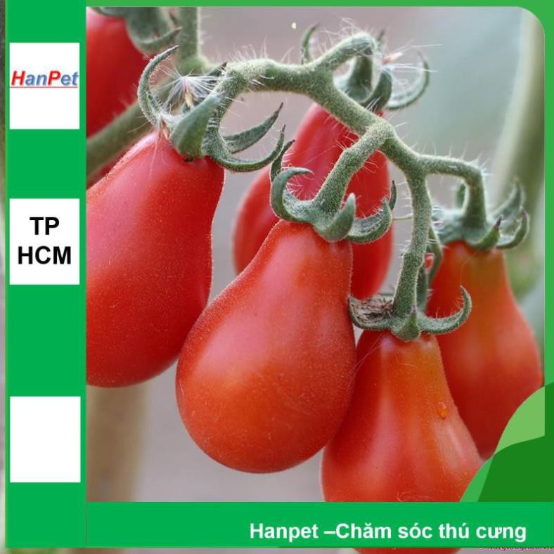 Hanpet.GV- (VƯỜN TRONG NHÀ) Hạt giống Cà chua hình lê (loại dài màu đỏ) Combo 30 hạt phù hợp khí hậu nhiệt đới- 1002