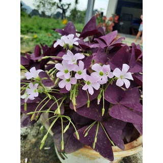 Củ hoa Bướm Đêm Oxalic