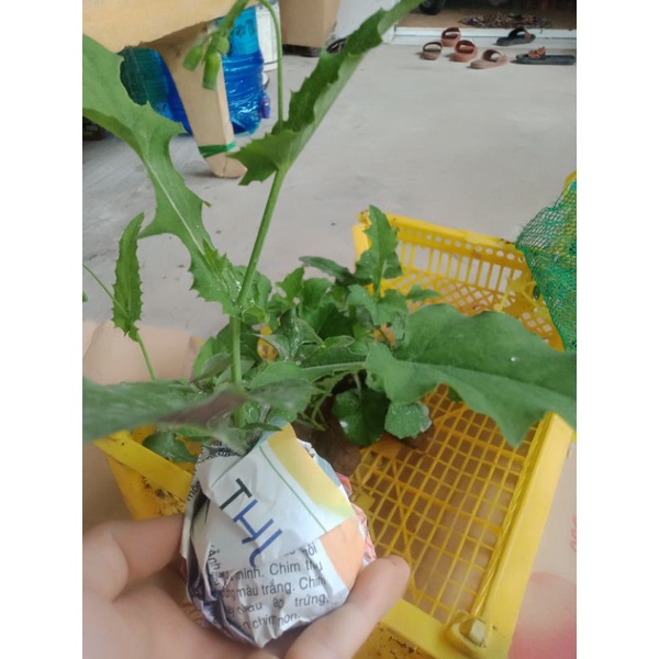 5 cây giống rau mặt trăng