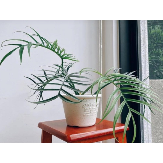 Cây Philodendron Tortum Bao Ship Toàn Quốc - cây giống, cây trang trí nhà, bàn làm việc