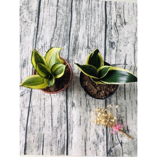 cây lưỡi hổ, lưỡi hổ thái