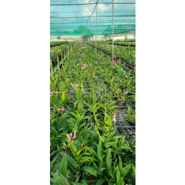 Mini yaya chậu F16