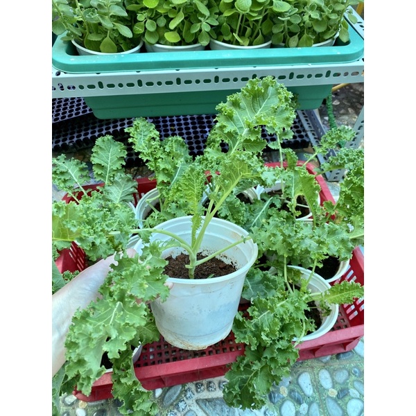 Cải xoăn kale và cách dễ trồng tại Sài Gòn - Jun Garden