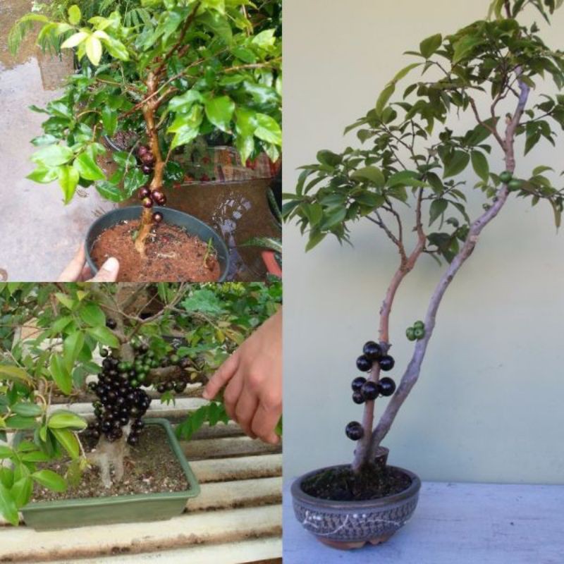 cây giống nho thân gỗ tứ quý cho quả bốn mùa tạo cảnh bonsai