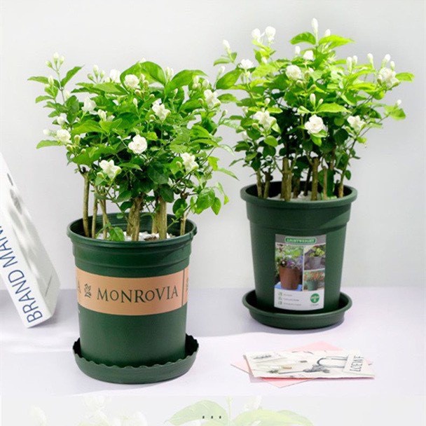 Chậu nhựa vuông trồng hoa, cây văn phòng, chậu vuông V12 hàng loại 1 kích thước 12x12 cm