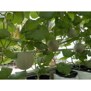 HẠT GIỐNG DƯA LƯỚI THÚY MẬT- NÔNG HỮU