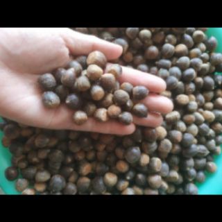 1kG HẠT DẺ RỪNG Điện BIÊN