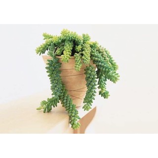 Sen đá chuỗi Ngọc bi