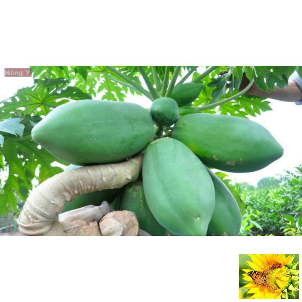 Hạt giống đu đủ lùn cao sản, siêu trái