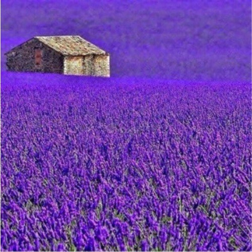 Túi Thơm Cao Cấp Hoa Lavender