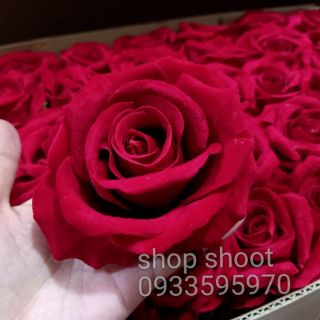 Đầu hoa hồng nhung to 10cm