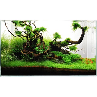 Lan nước var thủy sinh