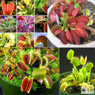 HẠT GIỐNG BẨY KẸP BẮT RUỒI