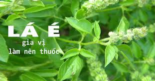 Hạt giống rau thơm Sả - húng trắng- 2 gram