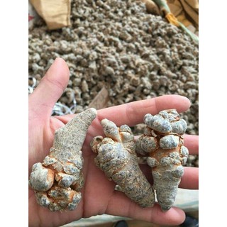 Sỉ lẻ củ tam thất 500g - 1kg