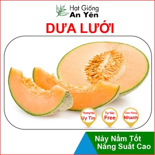 Hạt giống Dưa Lưới Vàng thu hoạch sớm, dễ trồng, nảy mầm cao, sinh trưởng khoẻ