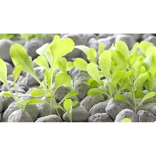 Đá bọt Pumice Indonesia gói 1kg