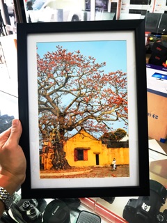 Ảnh hoa gạo kèm khung treo