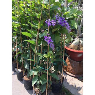 cây mai xanh thái cây lớn sẵn hoa