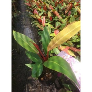 Trầu bà Đế vương cam