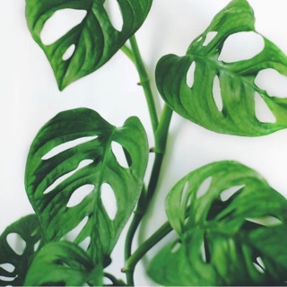 Trầu bà lỗ