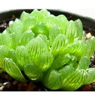 Hạt giống sen đá ngọc gói 200 hạt