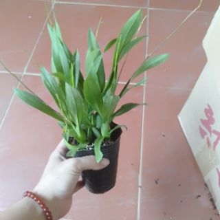 Vũ nữ hồng lâu mộng