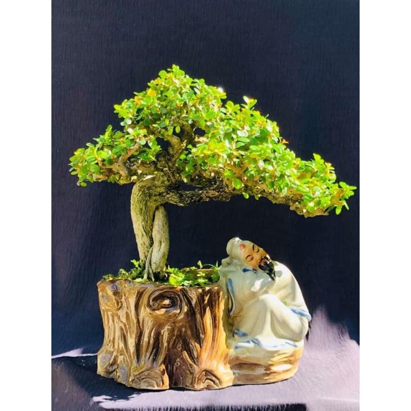 Chậu tượng gốm mini