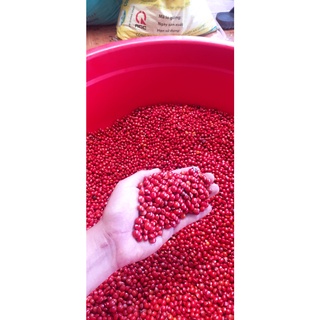 1kg Hạt cẩm lai đỏ