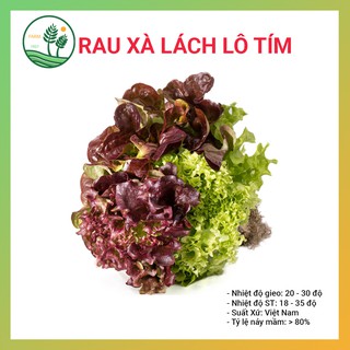 Hạt Giống Rau Xà Lách Lô Tím 2gr