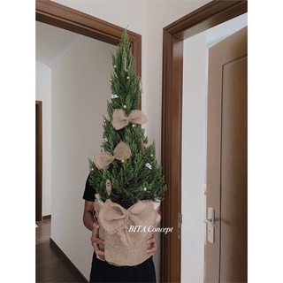 Hoả tốc sơn tùng cây thật trang trí noel cây lớn cao hơn 1m-1m2