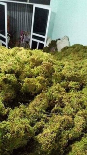 RÊU RỪNG 200g