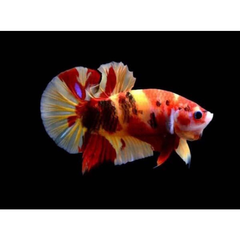 Cá betta KOI GLX Siêu Đẹp size vừa-1Con trống tặng thức ăn