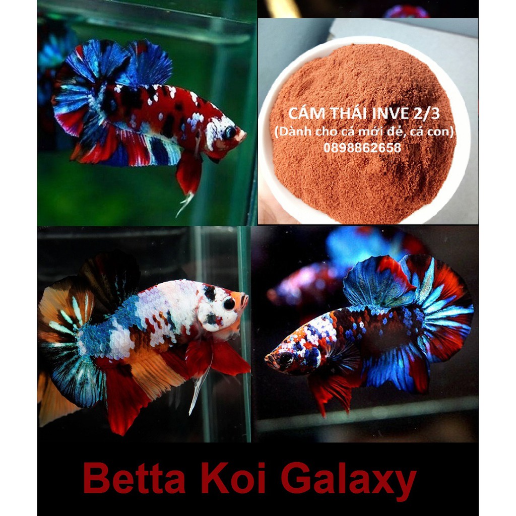 BETTA KOI GALAXY - THỨC ĂN - PHỤ KIỆN