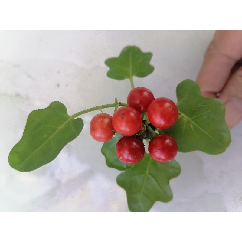 5 trái cà gai leo chín làm giống