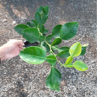[Cây ăn trái] Cây giống chanh Thái (chanh chúc, cây chúc Thái)