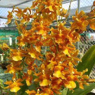 Hoa phong lan vũ nữ cam lửa