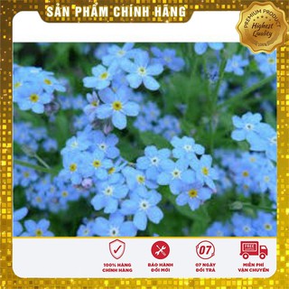 Hạt Giống Hoa Lưu Li(For get me not ) - 50 hạt